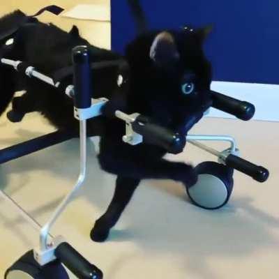 Kittys new wheelchair