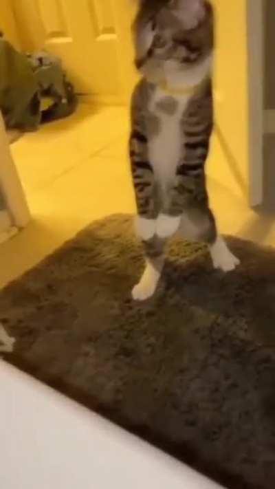 Surprised cat starts walk-in