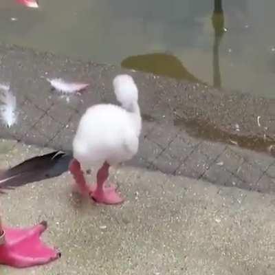 Baby flamingo trying to stand on one leg.