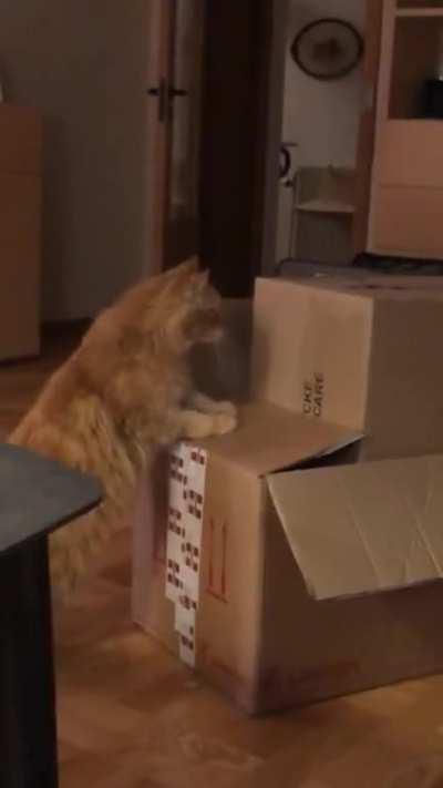 My parents cat did not take the structural integrity of the box into account