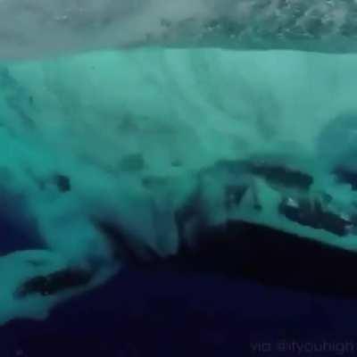 🔥 She’s a breacher! (Whale)