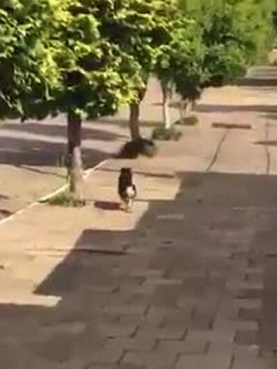 VIDEO IMPACTANTE SAQUEO MASIVO A CENTRO COMERCIAL