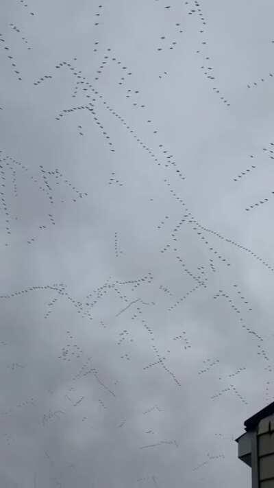 The most geese I have ever seen at once. Bonus: Doggo.