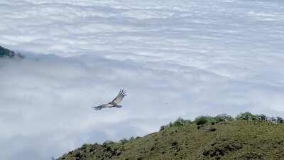 Logre captar este cóndor, durante el ascenso a la cumbre del cerro Ñuñorco a 3320 msnm. (El Mollar, Tafi del Valle - Tucumán)