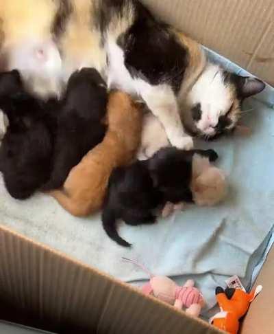 Timelapse of my 1 week old litter of kittens sleeping and then cuddling with their mom.