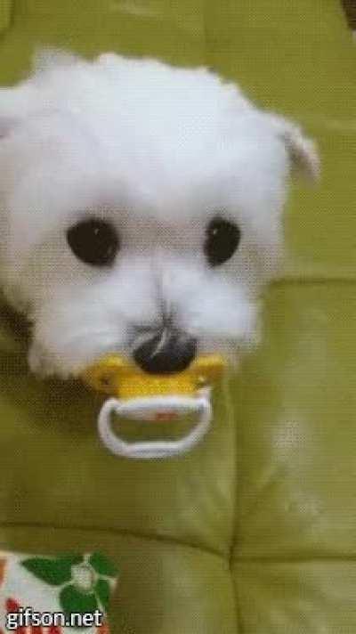 What makes you think that I treat my dog like a child