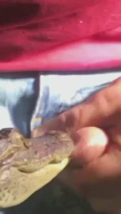 After a while, cockadile