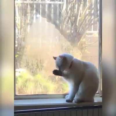 Dog wants cat to come outside to play