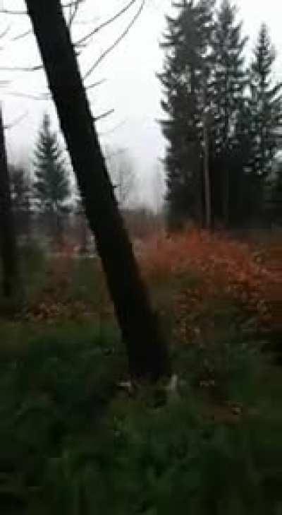 Achtung, Baum fällt!