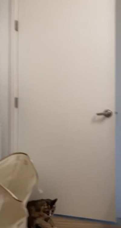 Derpy cat trying to be a SPY FAIL