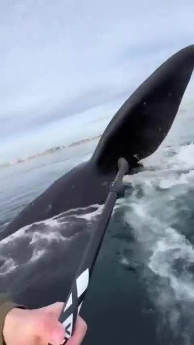 How did they manage to stay so calm?