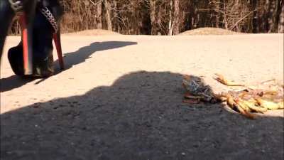 Boots with spurs vs Crayfish