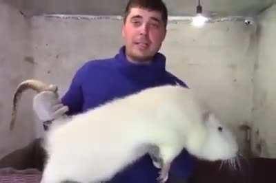 Catching a rat this size.