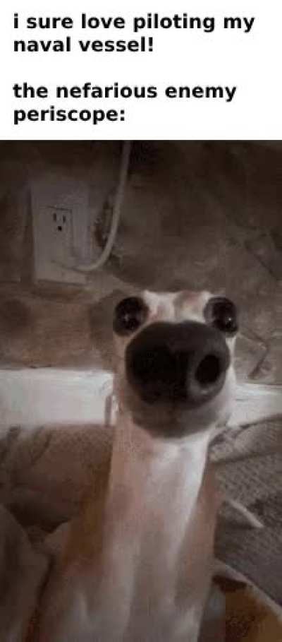 About to shipwreck me wunk