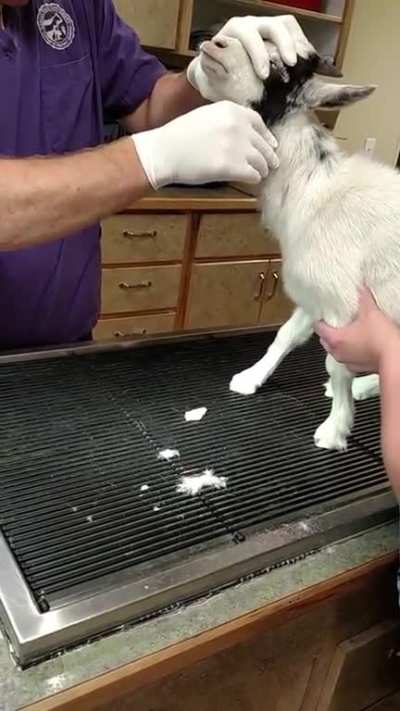 Goat With Large Neck Cyst
