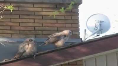 In bird culture this is considered a 