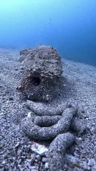 🔥 Giant sea cucumber Thelenota anax feeds by ingesting sand and organic matter and is seen here releasing processed materials back to the sea floor
