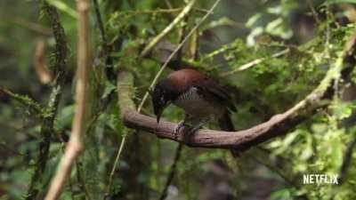 ð¥ This is the Parotia Bird, it has one of the most complex/spectacular courtship dances in nature.