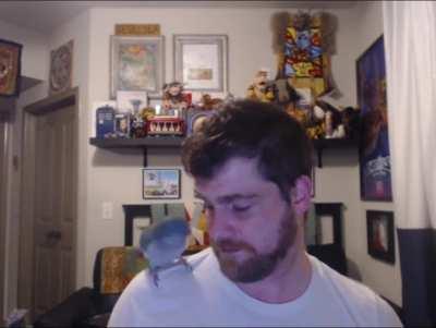 This is one of Ayla's favorite games to play with me. I love having a burd TwT <3