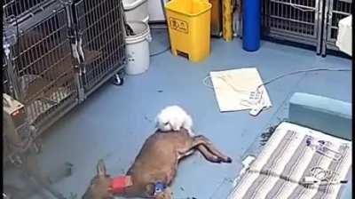 Dafuq the bunny doinn'?!