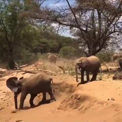 Baby Elephant being a derp