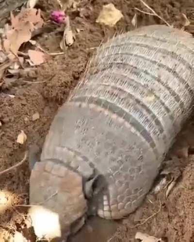 Aí agente acha que morreu