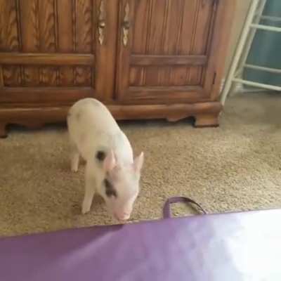 Piggy has the zoomies