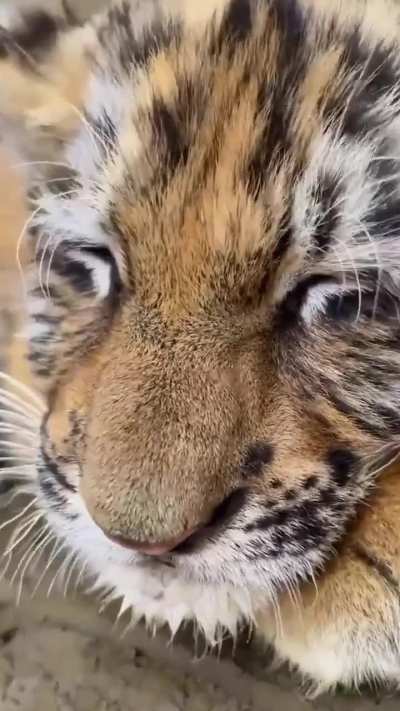 An adorable tiger cub 🥹