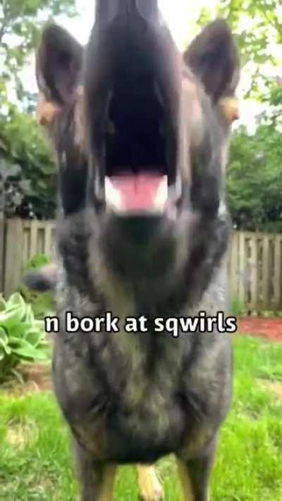 Good boy gives a home tour