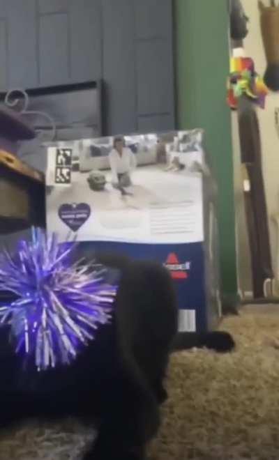 Cat is not interested in your party hat and celebrations.