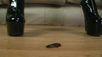 extremely sexy roach crush
