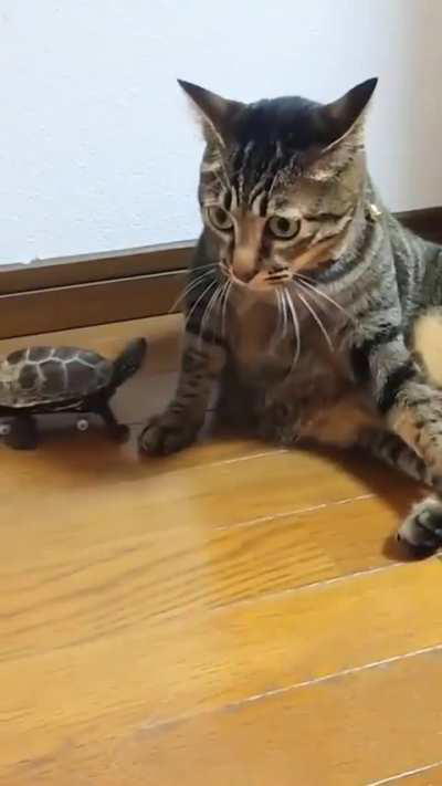 Have you ever been stared down by a turtle on a skateboard?