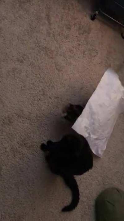 I caught my calico returning.