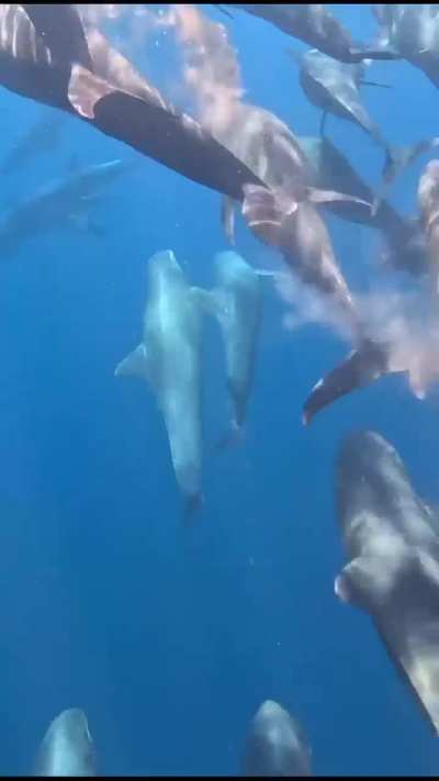 A company of Dolphins