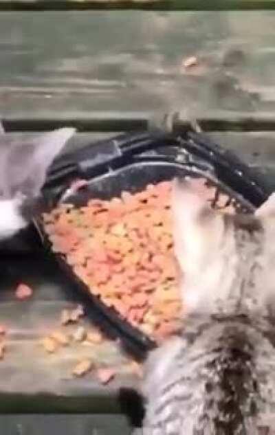 Trashpanda grabbies from below