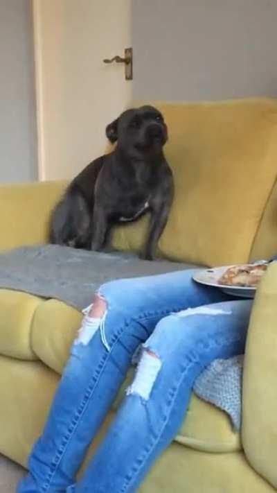 Give that dog a treat