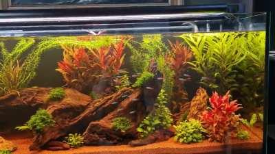 Fishies being happy after their feeding time :)