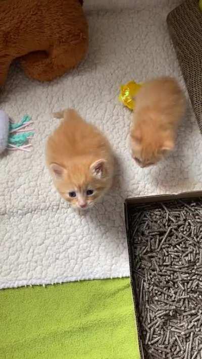 Downloading this because it is too cute