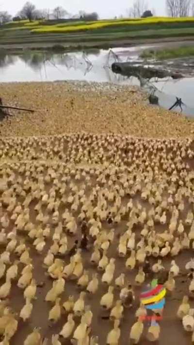 Hail Karl king of Ducks