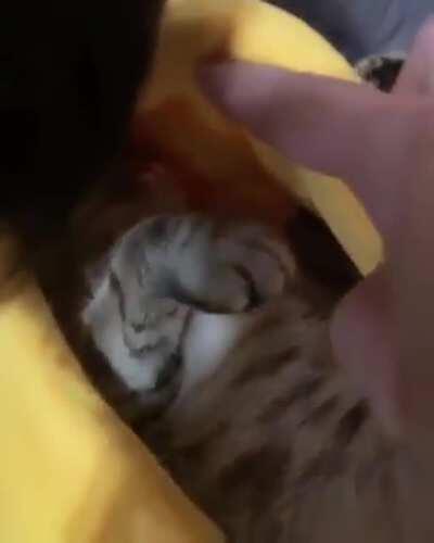 He really likes his new bed