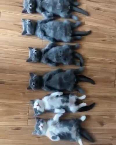 Hurry! Get what you need done before they awake! They rule the house