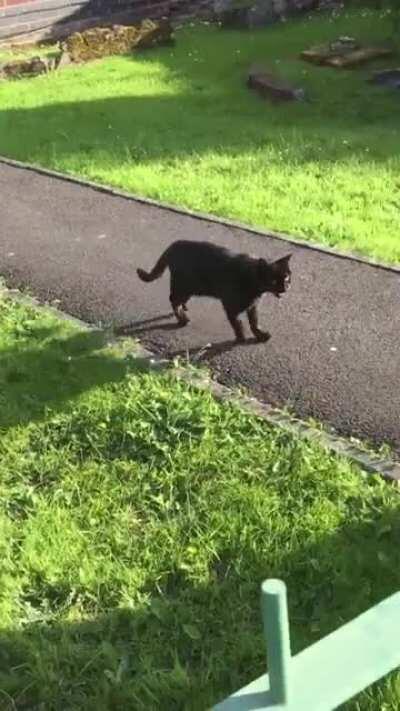 The cat who hangs out in my garden couldn’t contain his excitement at seeing me on a different street