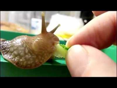 Da nial(gar pee)!! 🧐🧐