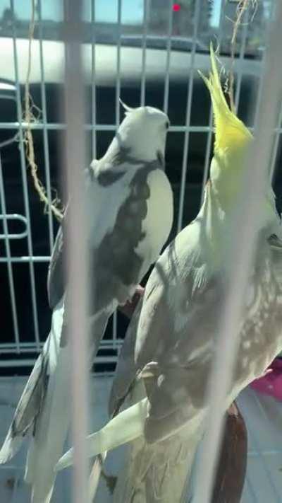 Someone learned how to say “Good boy” today in the car ride home.