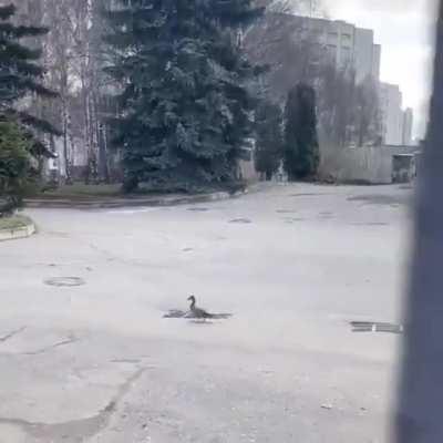 Mother duck and her ducklings