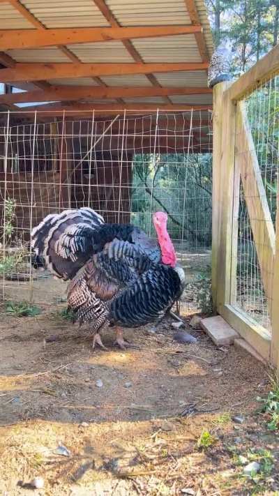 BlackBerry the turkey singing back to me