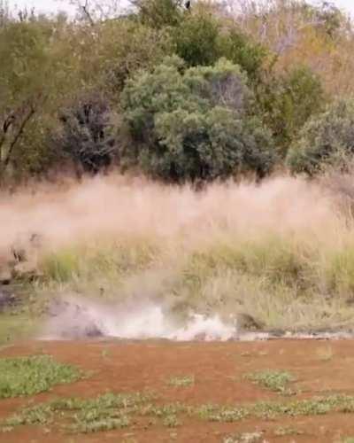 🔥 Cheetah escapes from a crocodile.
