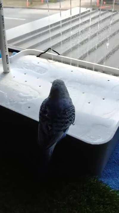 Finished making my own birdie shower-bath! (IG: kaiba.the.budgie)