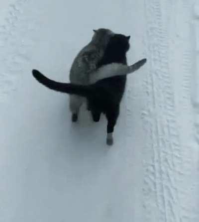 The black cat is blind, they never leave each other 🥺