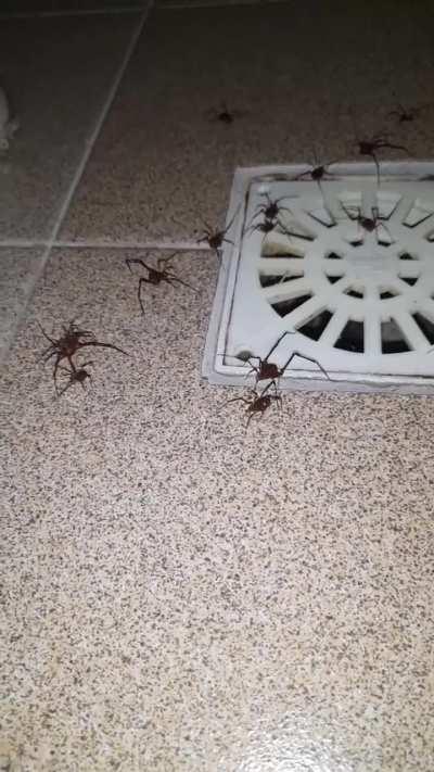 Alguien tiene idea de que carajos son estos bichos? 